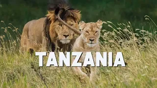 Tanzania Safari Tips - Serengeti, Ngorongoro, Tarangire, Lake Manyara  | The Planet D