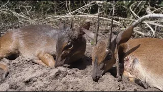 This Is Africa S4 Ep10: Crazy Critters - Tiny Ten