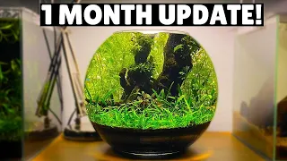 Jungle Style Planted Fish Bowl - 1 Month Update!