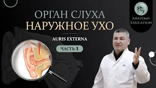 Орган слуха. НАРУЖНОЕ УХО / AURIS EXTERNA