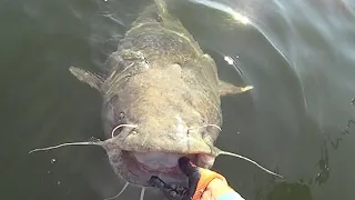 WHAT A FIGHT!!! My Biggest Flathead Of The Year