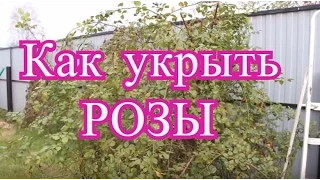 Как укрыть розы. (26.10.2016)