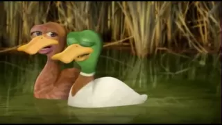 Les canards - Têtes à claques