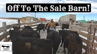 We’re Selling Our Steers!