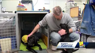 Inmates help train VetDogs from prison