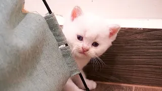 Kitten EXPLORES Everything! Cute playful baby cat with mom and siblings.