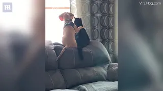 Adorable beagle puppy birdwatches with his feline friend