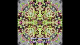 Maron Short Kaleidoscope Video_多肉植物 Succulent Plants 2