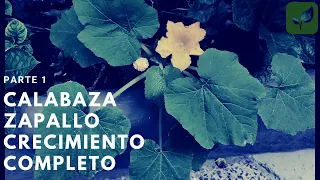 CALABAZA ZAPALLO SIEMBRA CRECIMIENTO Y CUIDADO PASO A PASO PARTE 1