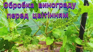 Головна обробка винограду