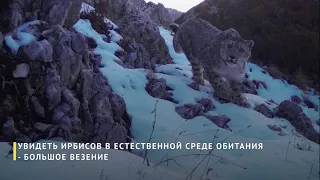 Снежный барс попал в фотоловушку в Туркестанской области