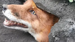 Third line of the fox SUBWAY has opened