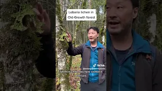 Lobaria lichen in BC Old-Growth Forest