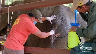 Bua Banh Vet care at the Elephant Conservation Center