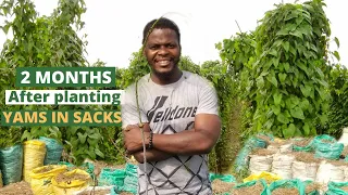 GROWING YAM IN SACKS/ Yam planting in sacks/ yam farming in bags/ commercial yam farming in sacks