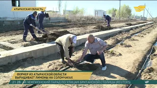 На западе Казахстана заложили первый лимонарий