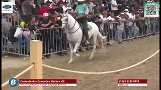 Melhores Cavalos de Marcha Batida Mangalarga Marchador 2023 competindo o grande,voz Mário Figueiredo