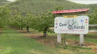 Treasure Valley freeze warning has cherry orchards working through the night to protect crop