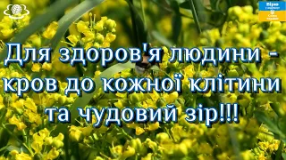 Для здоров'я людини - кров до кожної клітини та чудовий зір!!!🌺🌺🌺