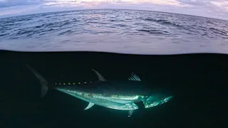 Giant Bluefin Tuna are HOW BIG?! in Nova Scotia??