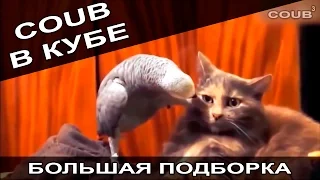 Большая подборка приколов COUB за август 2016. COUB В КУБЕ!