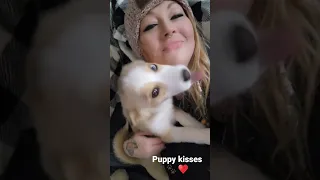 PUPPY KISSES POMSKY STYLE