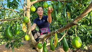 Harvest Avocado Orchards Goes to the market to sell - Daily work on the farm | Trieu Mai Huong