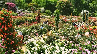 Keisei Rose Garden , Japan #京成バラ園 | Tokyo | Chiba rose garden | Rose garden