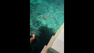 SHARK ATTACK IN MALDIVES, UNEXPECTED ENCOUNTER 2022 - CÁPATÁMADÁS, MALDÍV SZIGETEK 2022