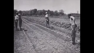 Culinary Historians | When Potato Fields were Prisons: Unfree Farm Labor in McHenry Cty during WW2