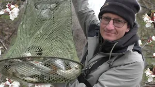 Риболовля в Квітні🌼. Київ. Острів Труханів🚲. Плітка та Пласкірка на пінопласт🟡#Плітка#РиболовляКиїв