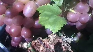 Сорт винограда "Сиреневый туман" - сезон 2017