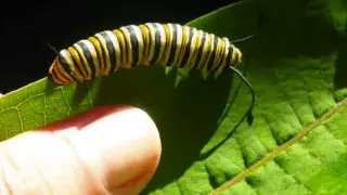 Raising and Releasing Monarch Butterflies
