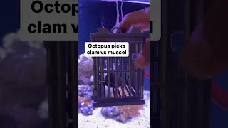 Clam VS Mussel #octopus #petoctopus #aquarium #thereefdoc