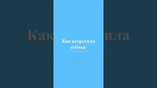 КАК ВСТРЕЧАЮТ СОБАКИ И КОШКИ