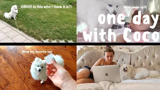 One Day in Life of a Japanese Spitz