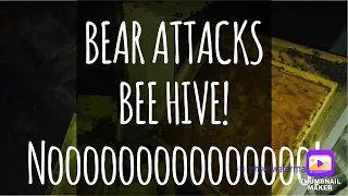 Black Bear Attacks Bee Hives in Apiary - BAD BEARS - Beekeeping for Beginners - Beekeeper Mistakes