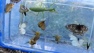 when wasps, butterflies, javelins and praying mantises meet each other