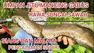 UMPAN MANCING IKAN GABUS LIAR SUSAH MAKAN PALING JITU