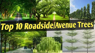 Best Roadside Trees/Avenue Trees/Evergreen Trees/Landscape Trees/Trees for Garden/Shade giving trees