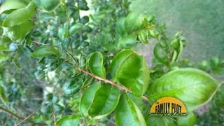 Q&A - Why does my Crape Myrtle have curling leaves?