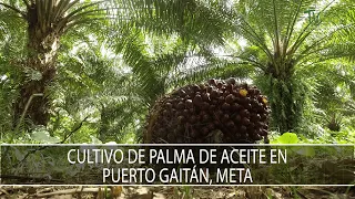Cultivo de Palma de Aceite en Puerto Gaitan, Meta - TvAgro por Juan Gonzalo Angel Restrepo