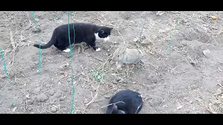 What's Happened When Cats Hunt Rabbit For The First Time