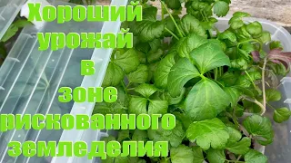 ТЕПЛИЦА В ТЕПЛИЦЕ ЗАЧЕМ? КАК ПОКРЫТЬ ТЕПЛИЦУ ПОЛИКАРБОНАТОМ! РИСКОВАННОЕ ЗЕМЛЕДЕЛИЕ. БОРЬБА С КЛЕЩОМ