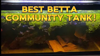Betta fish update, New best betta community tank!