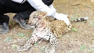 Leopard cub paralyzed in road accident, learns to walk again