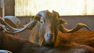 The golden goats of the Pyrenees-Orientales