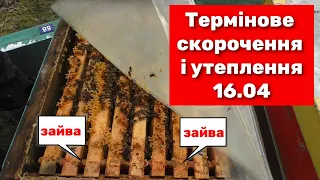 Скорочення гнізда та ревізія. Стан сімей на 16 квітня.