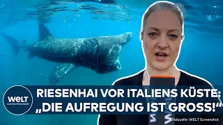 ITALIEN: Riesenhai an der Küste von Triest gesichtet - er ist größer als der weiße Hai!