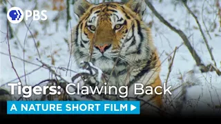 Saving Siberian Tigers  | A NATURE Short Film